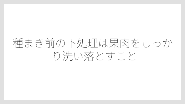 種まき前の下処理は果肉をしっかり洗い落とすこと