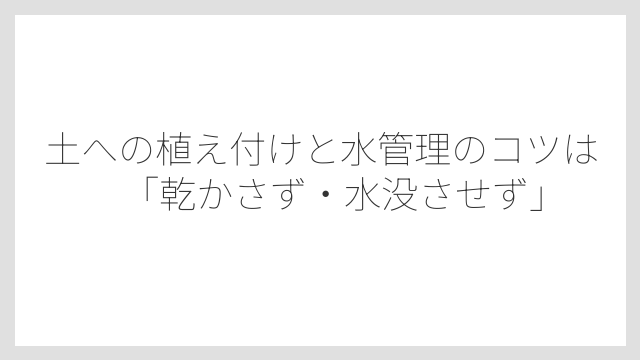 土への植え付けと水管理のコツは「乾かさず・水没させず」