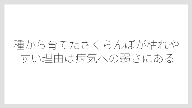 種から育てたさくらんぼが枯れやすい理由は病気への弱さにある