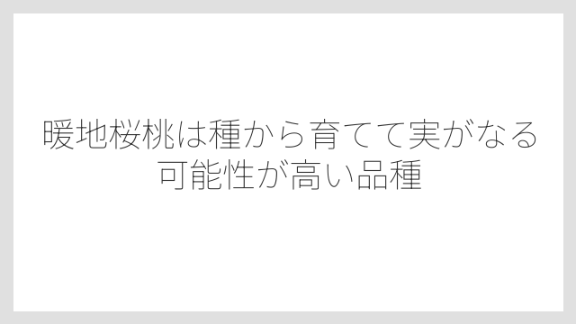 暖地桜桃は種から育てて実がなる可能性が高い品種