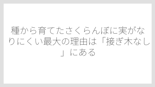 種から育てたさくらんぼに実がなりにくい最大の理由は「接ぎ木なし」にある