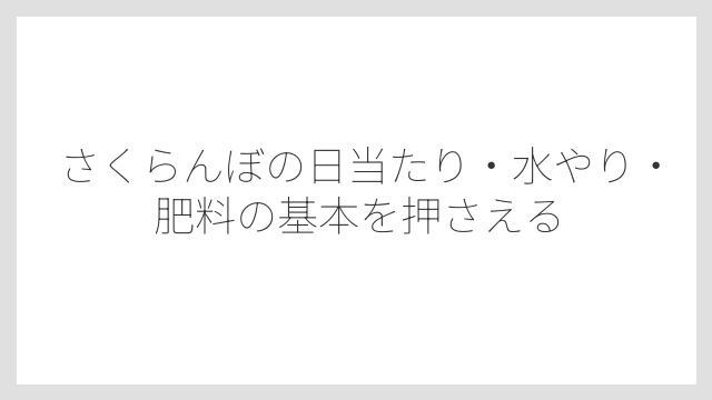 さくらんぼの日当たり・水やり・肥料の基本を押さえる