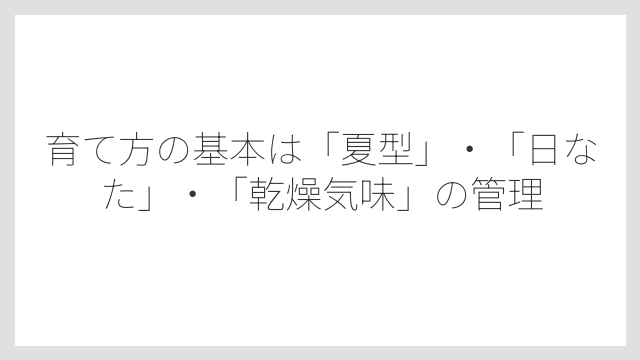 育て方の基本は「夏型」・「日なた」・「乾燥気味」の管理