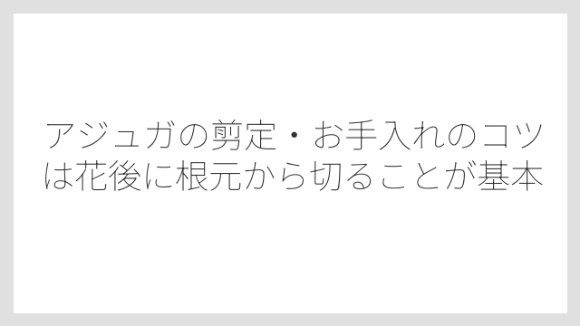 アジュガの剪定・お手入れのコツは花後に根元から切ることが基本