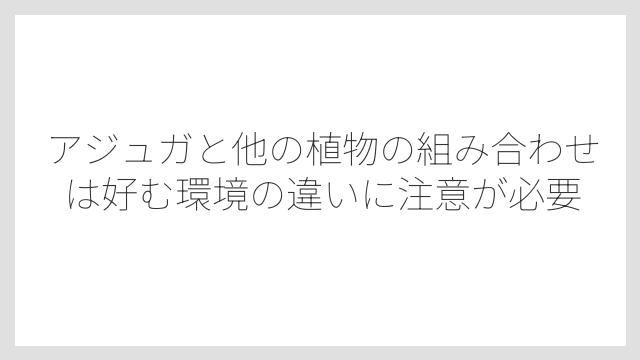アジュガと他の植物の組み合わせは好む環境の違いに注意が必要