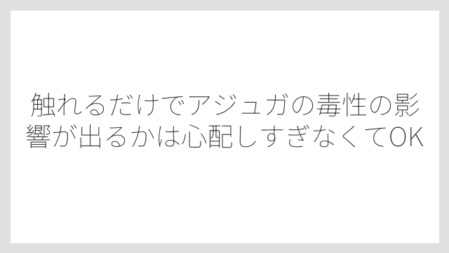 触れるだけでアジュガの毒性の影響が出るかは心配しすぎなくてOK
