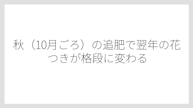 秋（10月ごろ）の追肥で翌年の花つきが格段に変わる
