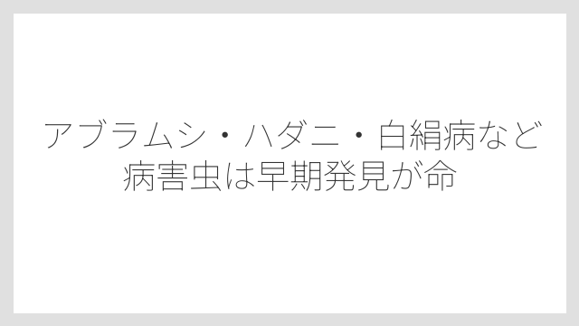 アブラムシ・ハダニ・白絹病など病害虫は早期発見が命