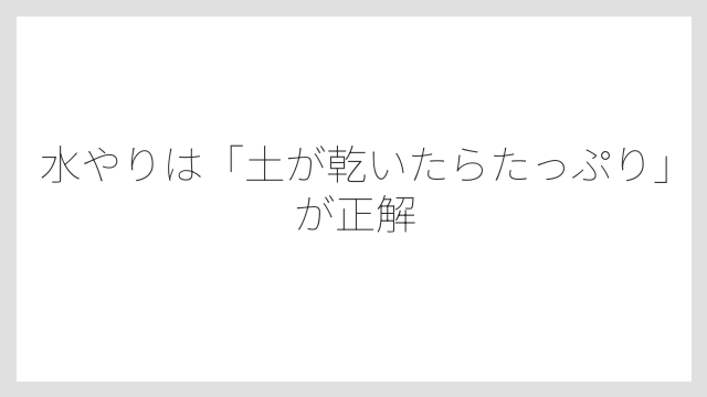 水やりは「土が乾いたらたっぷり」が正解