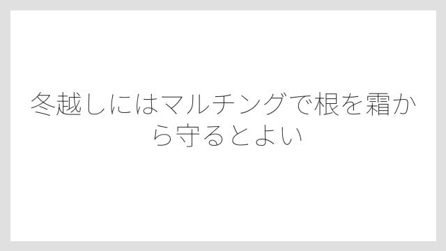 冬越しにはマルチングで根を霜から守るとよい