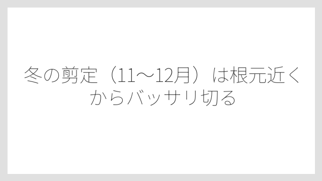 冬の剪定（11〜12月）は根元近くからバッサリ切る