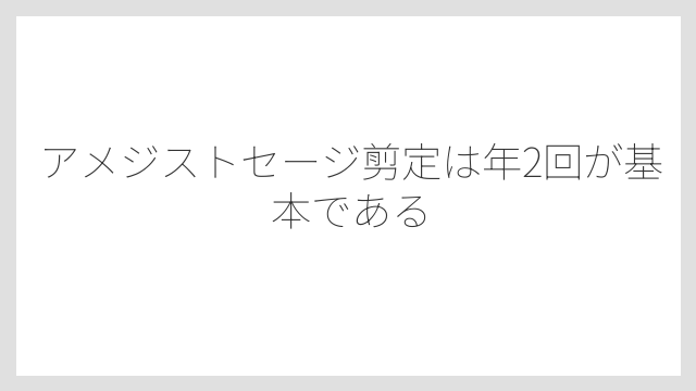 アメジストセージ剪定は年2回が基本である