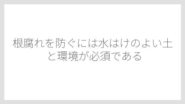 根腐れを防ぐには水はけのよい土と環境が必須である