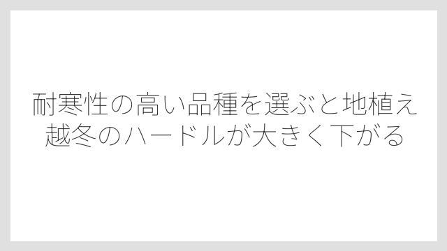 耐寒性の高い品種を選ぶと地植え越冬のハードルが大きく下がる