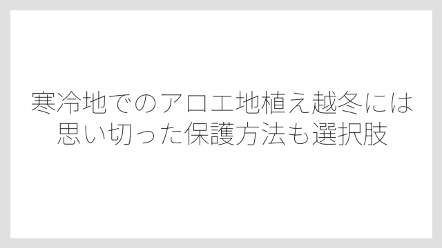 寒冷地でのアロエ地植え越冬には思い切った保護方法も選択肢