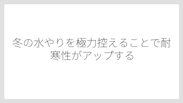 冬の水やりを極力控えることで耐寒性がアップする