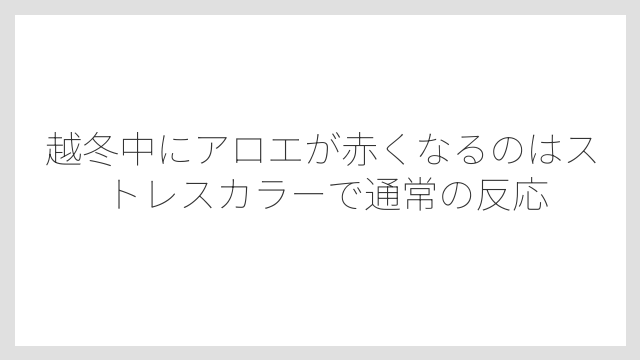 越冬中にアロエが赤くなるのはストレスカラーで通常の反応