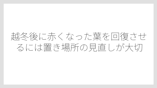 越冬後に赤くなった葉を回復させるには置き場所の見直しが大切