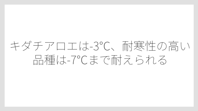 キダチアロエは-3℃、耐寒性の高い品種は-7℃まで耐えられる