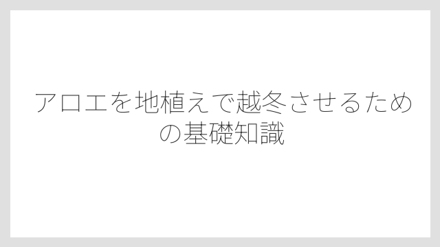 アロエを地植えで越冬させるための基礎知識