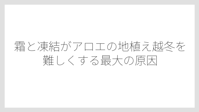 霜と凍結がアロエの地植え越冬を難しくする最大の原因