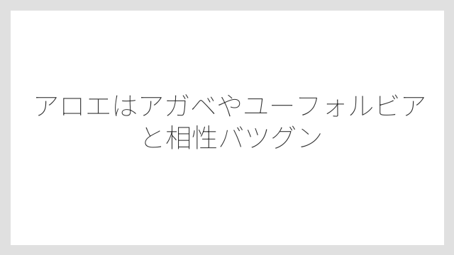 アロエはアガベやユーフォルビアと相性バツグン