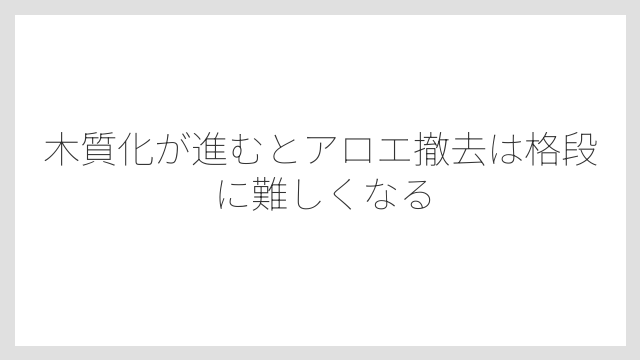 木質化が進むとアロエ撤去は格段に難しくなる