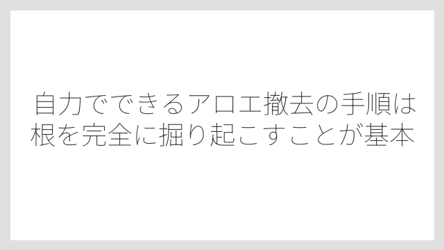 自力でできるアロエ撤去の手順は根を完全に掘り起こすことが基本