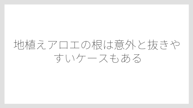 地植えアロエの根は意外と抜きやすいケースもある