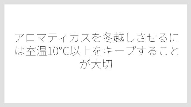 アロマティカスを冬越しさせるには室温10℃以上をキープすることが大切