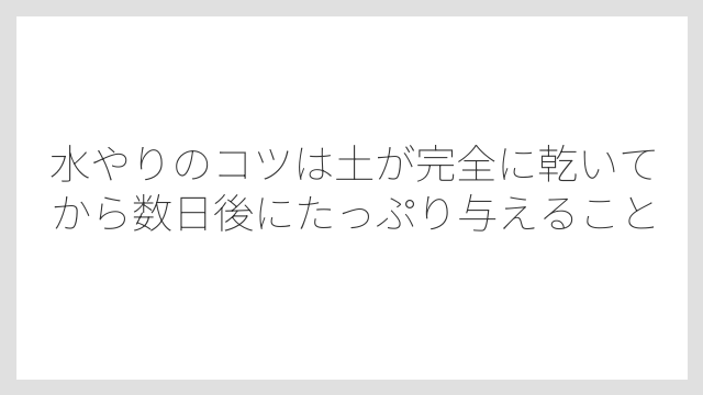 水やりのコツは土が完全に乾いてから数日後にたっぷり与えること