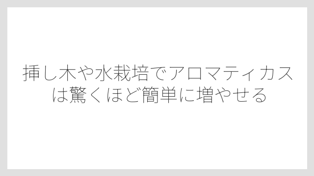 挿し木や水栽培でアロマティカスは驚くほど簡単に増やせる