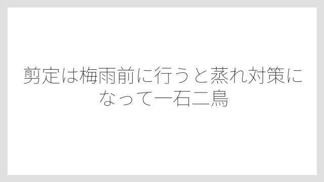 剪定は梅雨前に行うと蒸れ対策になって一石二鳥