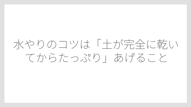 水やりのコツは「土が完全に乾いてからたっぷり」あげること