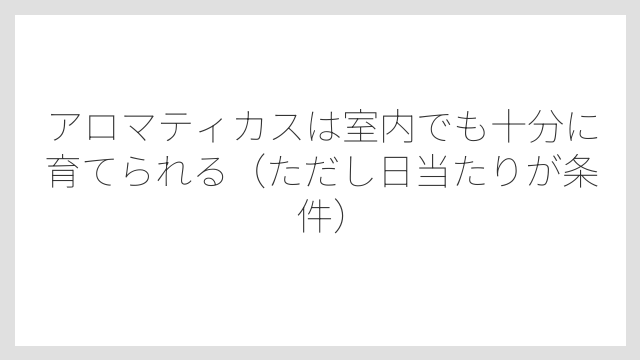 アロマティカスは室内でも十分に育てられる（ただし日当たりが条件）