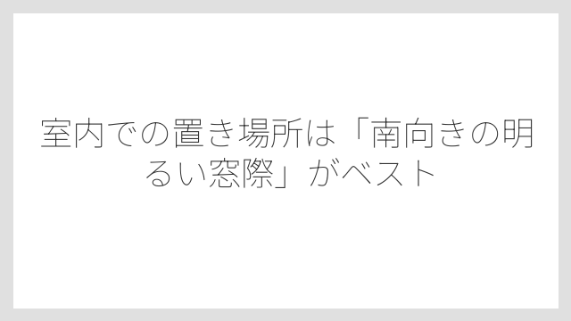 室内での置き場所は「南向きの明るい窓際」がベスト