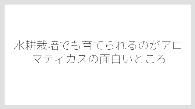 水耕栽培でも育てられるのがアロマティカスの面白いところ