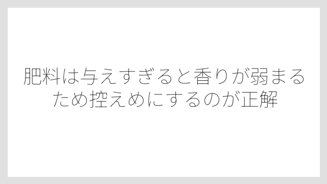 肥料は与えすぎると香りが弱まるため控えめにするのが正解