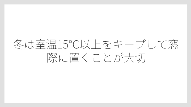 冬は室温15℃以上をキープして窓際に置くことが大切