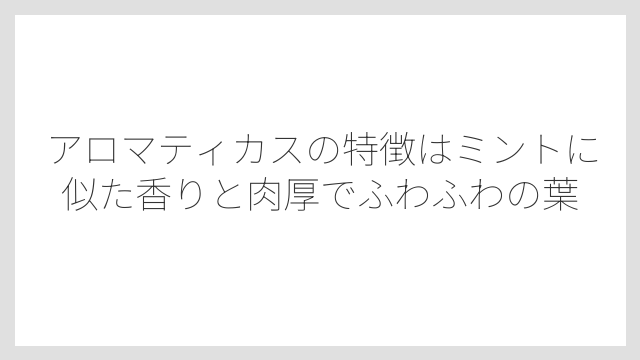 アロマティカスの特徴はミントに似た香りと肉厚でふわふわの葉