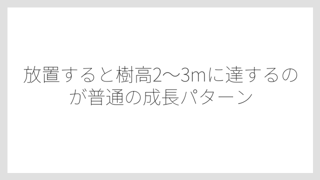 放置すると樹高2〜3mに達するのが普通の成長パターン