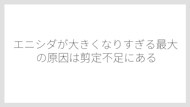 エニシダが大きくなりすぎる最大の原因は剪定不足にある