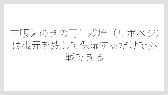 市販えのきの再生栽培（リボベジ）は根元を残して保湿するだけで挑戦できる