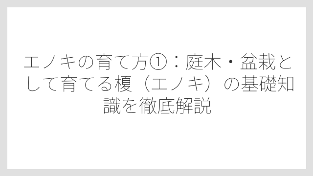 エノキの育て方①：庭木・盆栽として育てる榎（エノキ）の基礎知識を徹底解説