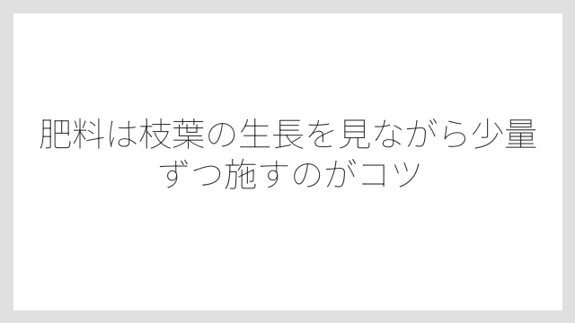 肥料は枝葉の生長を見ながら少量ずつ施すのがコツ