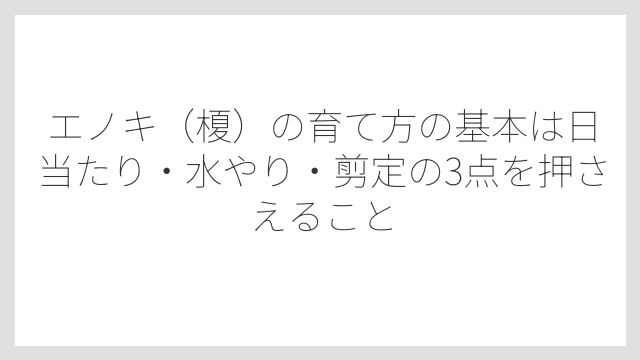 エノキ（榎）の育て方の基本は日当たり・水やり・剪定の3点を押さえること