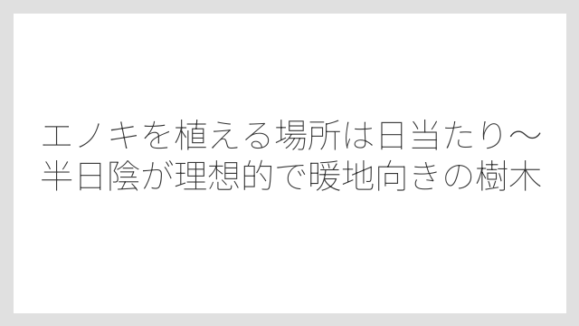 エノキを植える場所は日当たり〜半日陰が理想的で暖地向きの樹木