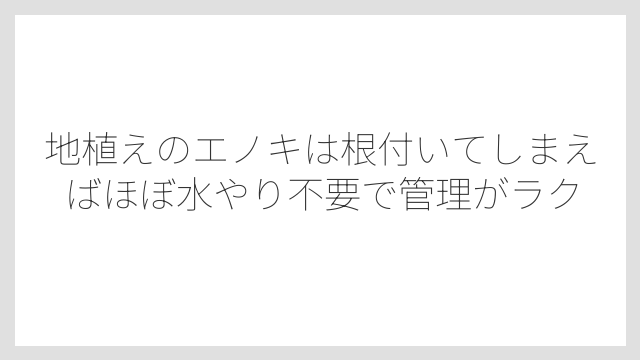 地植えのエノキは根付いてしまえばほぼ水やり不要で管理がラク