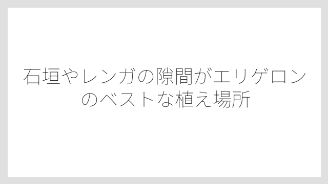 石垣やレンガの隙間がエリゲロンのベストな植え場所