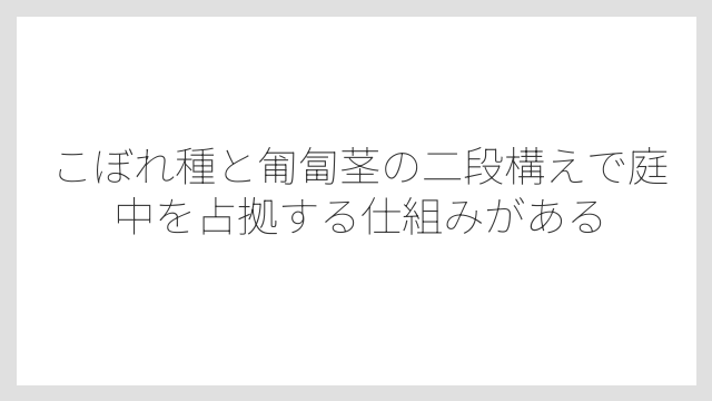こぼれ種と匍匐茎の二段構えで庭中を占拠する仕組みがある